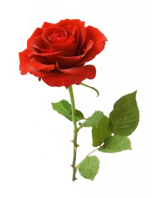 Sticker Enkele roos op een witte achtergrond