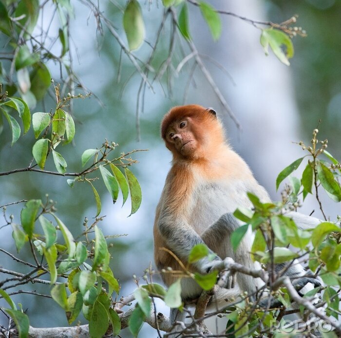 Sticker Exotisch dier in de bladeren