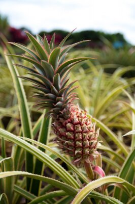 Sticker Exotische ananas groeit in de natuur