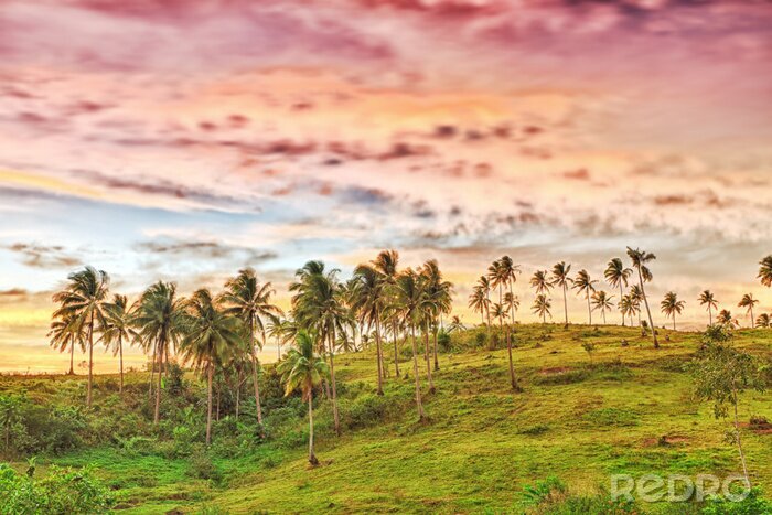 Sticker Exotische bomen