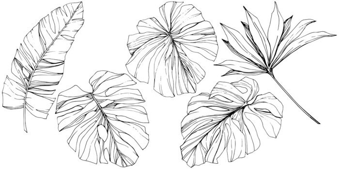 Sticker Exotische gekartelde bladeren zwart-wit tekeningen