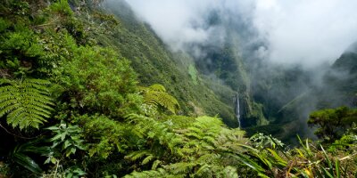 Exotische planten in de bergen