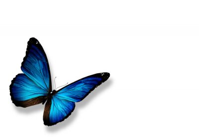 Sticker Exotische vliegende vlinder