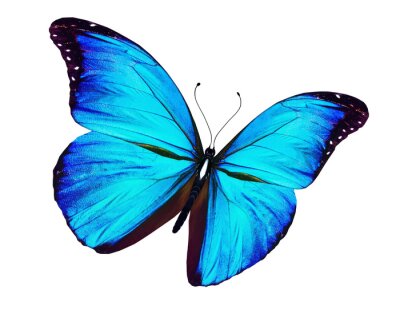 Sticker Exotische vlinder op een lichte achtergrond