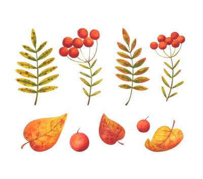 Sticker Fallen leaves and red berries of mountain ash. A set of autumn images. Stock watercolor plants. Collection of decorative elements isolated on a white background