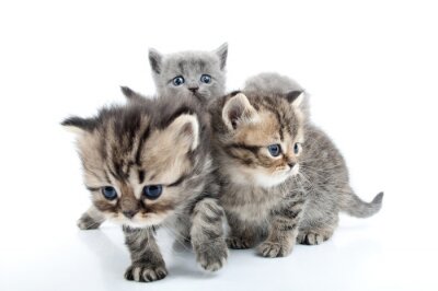 Familie van grijze kittens