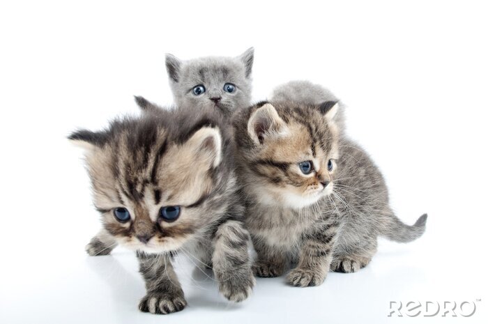 Sticker Familie van grijze kittens