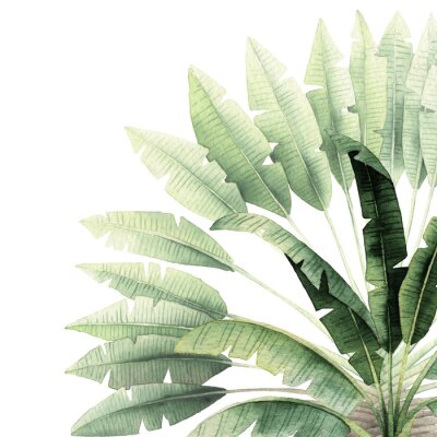 Sticker Fan van bananenpalm