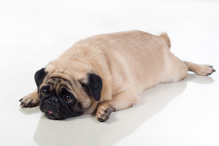 Sticker Fat pug lying on ground