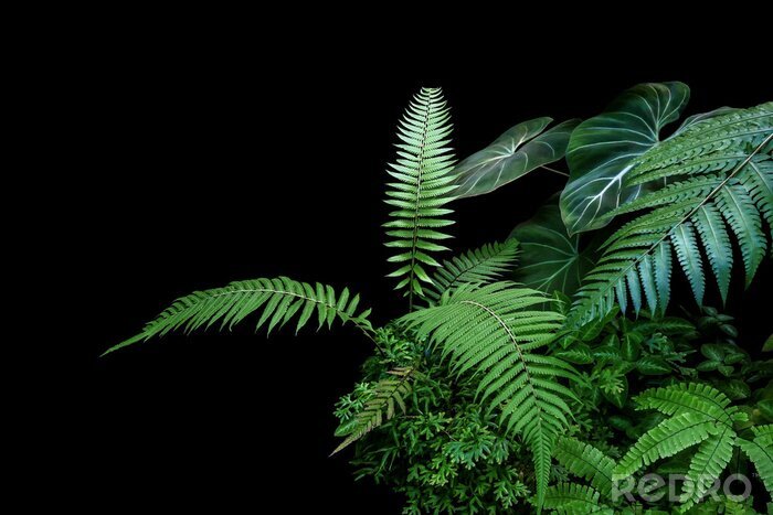 Sticker Fern fronds, philodendron leaves (Philodendron gloriosum) and tropical foliage rainforest plants bush on black background.