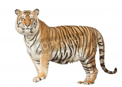 Sticker Figuur van een wilde kat