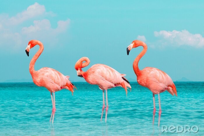 Sticker Flamingo's op een achtergrond van turkoois water