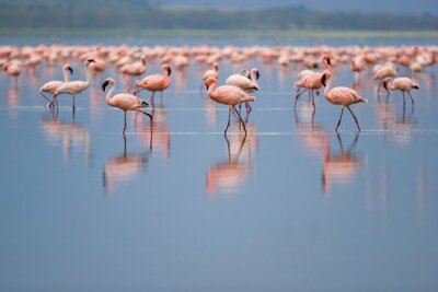 Flamingo's op een bevlekt meer