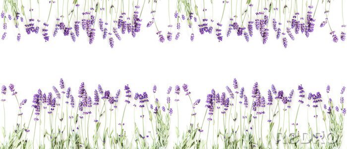 Sticker Flowers composition. Frame made of fresh lavender flowers on white background. Lavender, floral background. Flat lay, top view, copy space, banner 