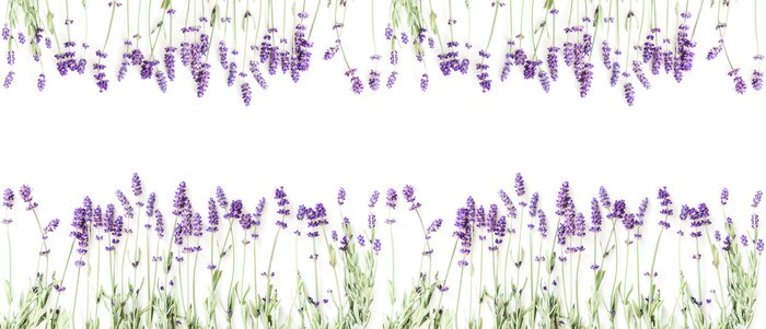 Sticker Flowers composition. Frame made of fresh lavender flowers on white background. Lavender, floral background. Flat lay, top view, copy space, banner 