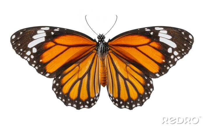 Sticker Foto van een oranje-zwarte vlinder met gespreide vleugels