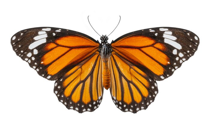 Sticker Foto van een oranje-zwarte vlinder met gespreide vleugels