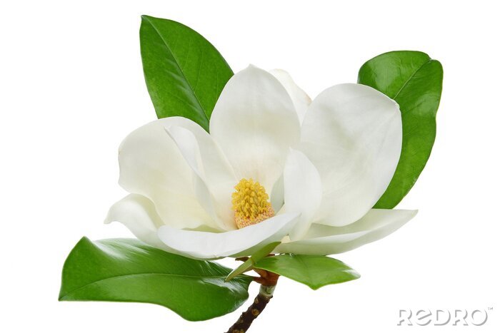 Sticker Foto van een witte magnolia tegen een neutrale achtergrond