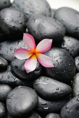 Sticker frangipani en natte zwarte keien