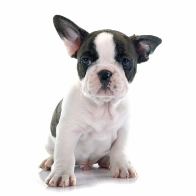 Sticker Franse bulldog puppy