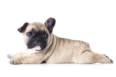 Sticker Franse bulldog puppy liggend op een witte achtergrond