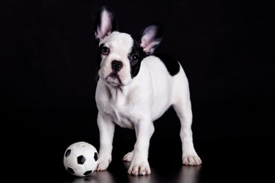 Sticker Franse bulldog puppy met bal op zwarte achtergrond