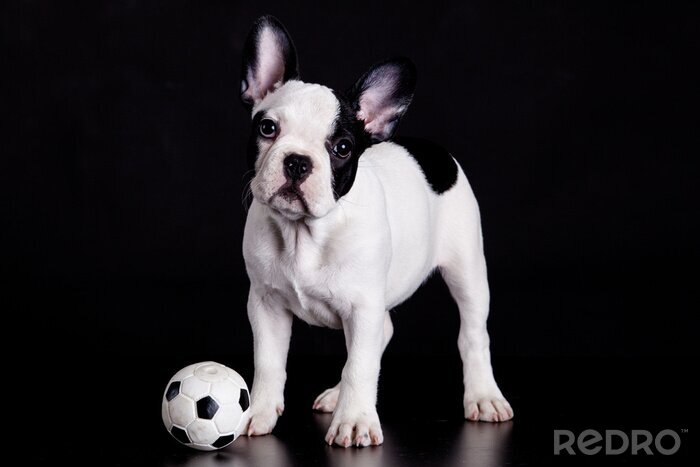 Sticker Franse bulldog puppy met bal op zwarte achtergrond
