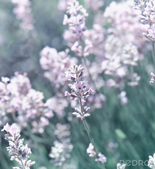 Sticker Franse natuur in close-up