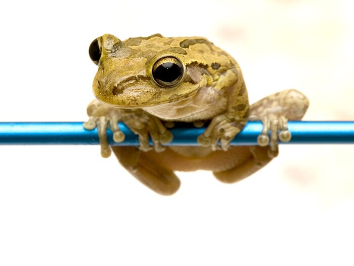 Sticker freddy de kikker