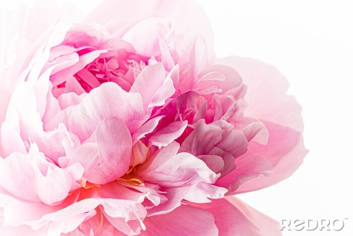 Sticker fresh peony flower on the white background