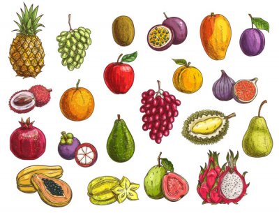 Sticker Fruit and berry vector sketches with isolated exotic and garden food. Mango, papaya, grapes and apple, orange, pear, plum and durian, peach, fig, kiwi and avocado, carambola, feijoa and mangosteen