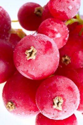 Sticker fruit in het ijs.