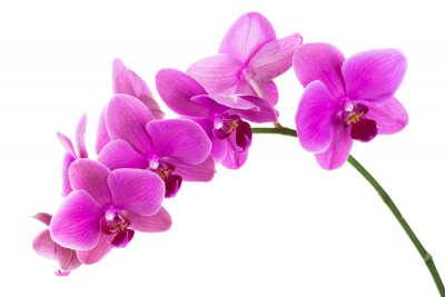 Sticker Fuchsia orchidee orchidee