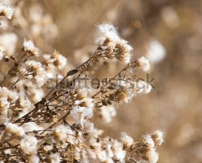 Sticker Gedroogde bloemen op een weide