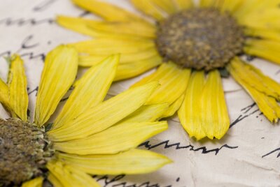 Sticker Gedroogde gele bloemen