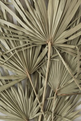 Sticker Gedroogde lichtgroene palmbladeren