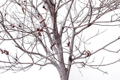 Sticker Gedroogde plant op een witte achtergrond