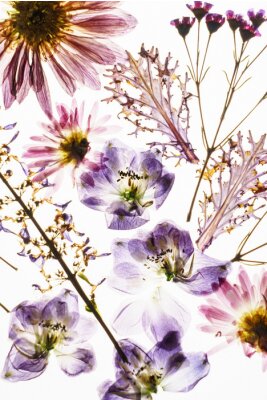 Sticker Gedroogde veldbloemen op de witte achtergrond