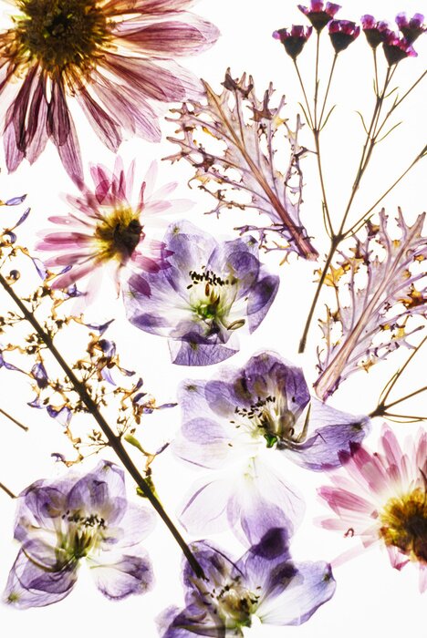 Sticker Gedroogde veldbloemen op de witte achtergrond