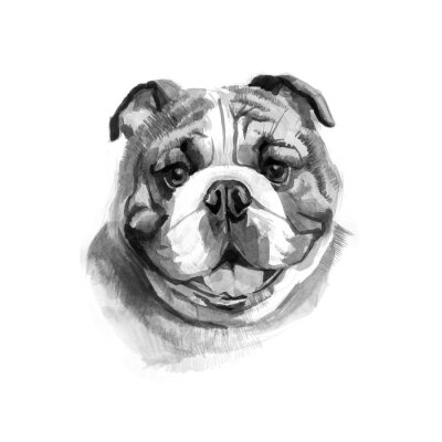 Sticker Gekleurde Engelse Bulldog's hoofd. Waterverfbeeld.