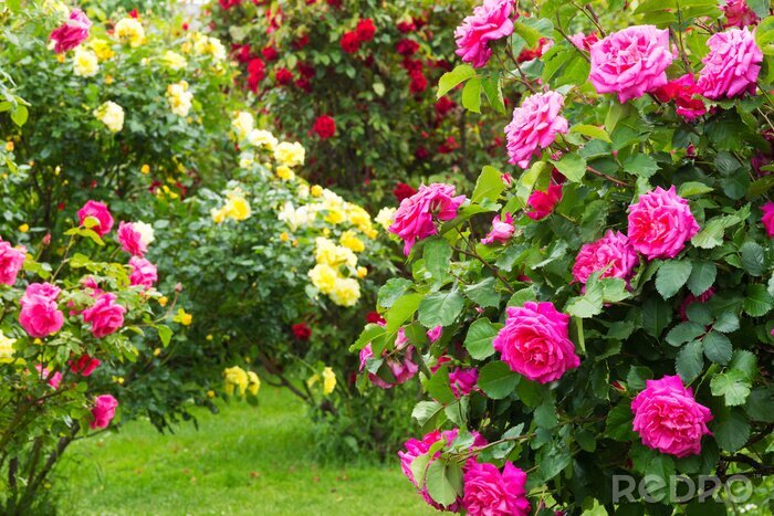Sticker Gekleurde rozen aan struiken