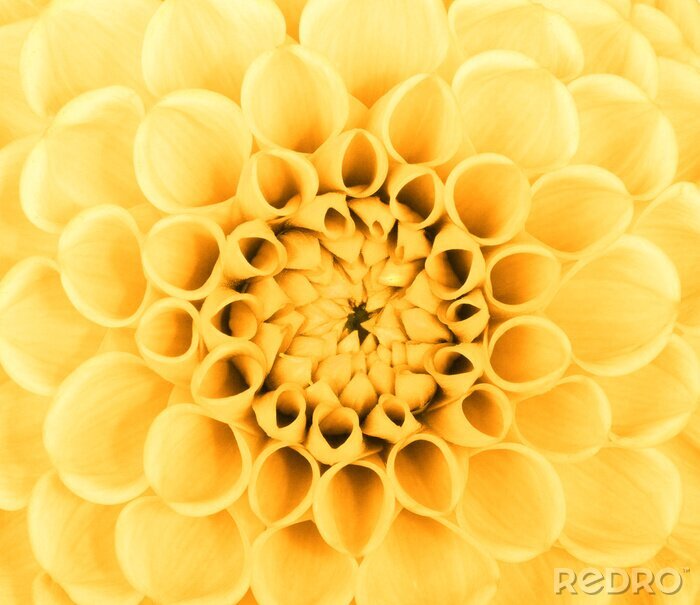 Sticker Gele bloem op een macro