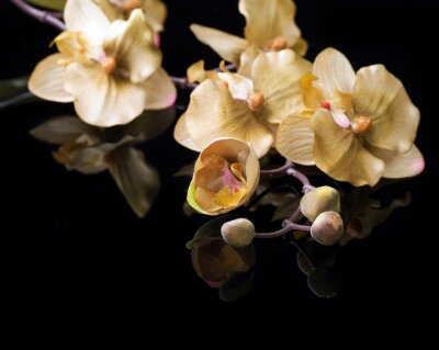 Sticker Gele bloemen op een zwarte achtergrond
