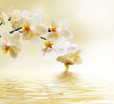 Gele orchidee aan het water