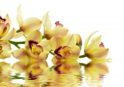 Sticker Gele orchidee op het water