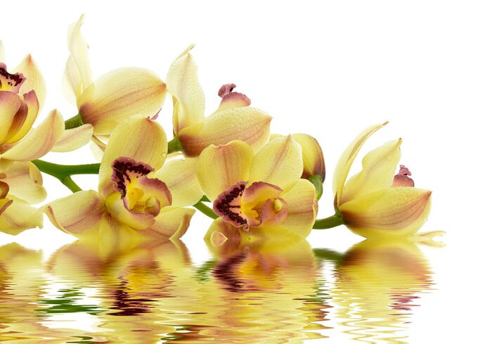 Sticker Gele orchidee op het water