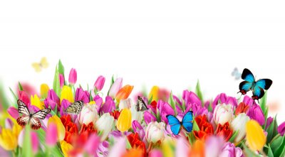 Sticker Gele tulpen met vlinders