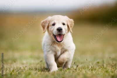 Sticker Gelukkig golden retriever pup