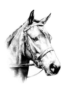 Geschetst portret van een paard