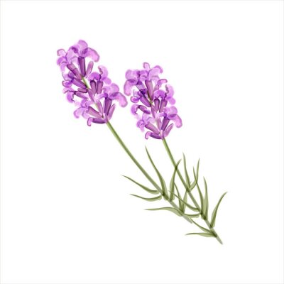 Sticker Geschilderd met lavendel verf